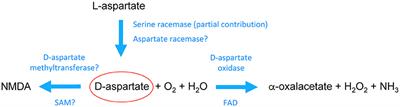 The Emerging Role of Altered d-Aspartate Metabolism in Schizophrenia: New Insights From Preclinical Models and Human Studies